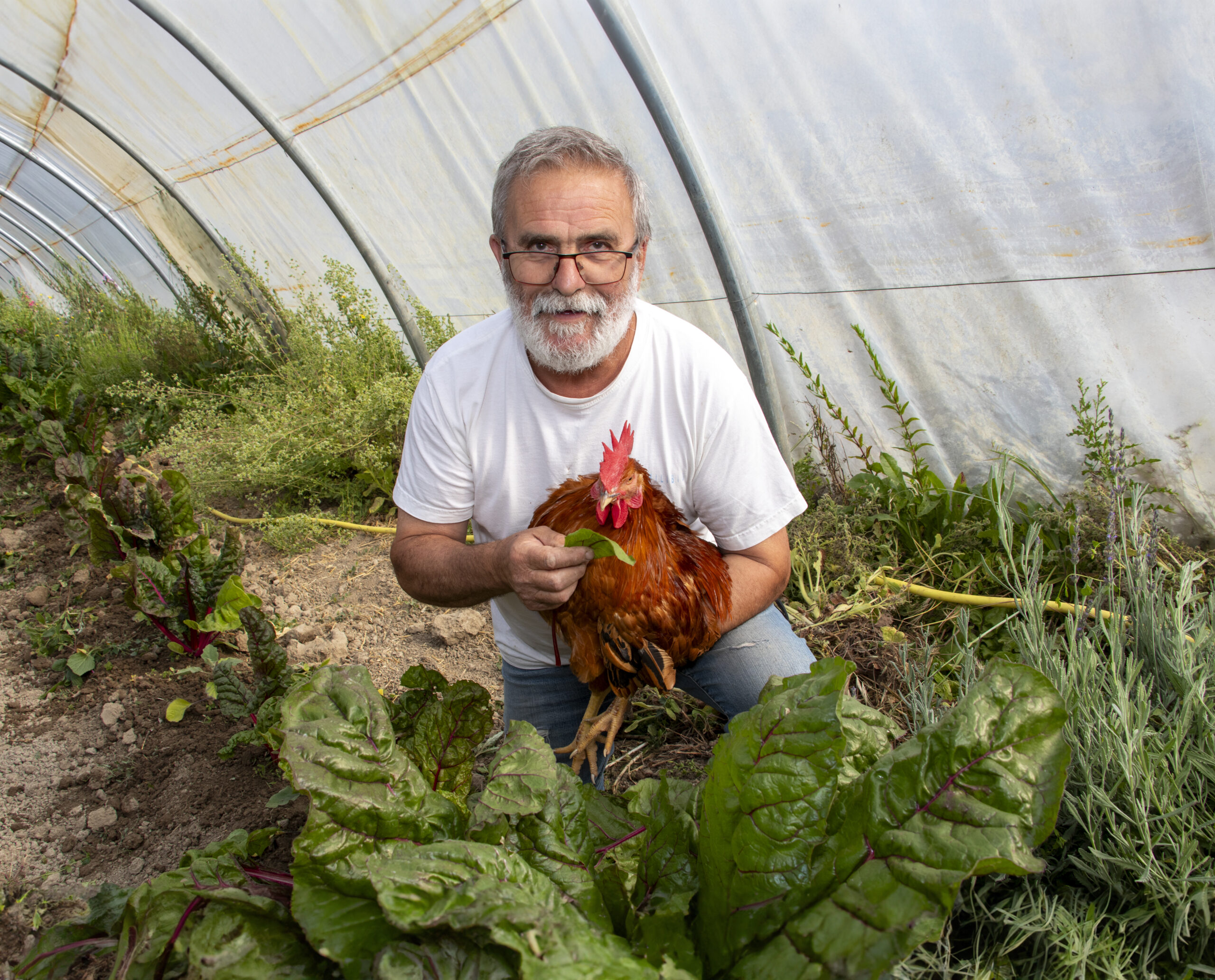 productor en un huerto con una gallina